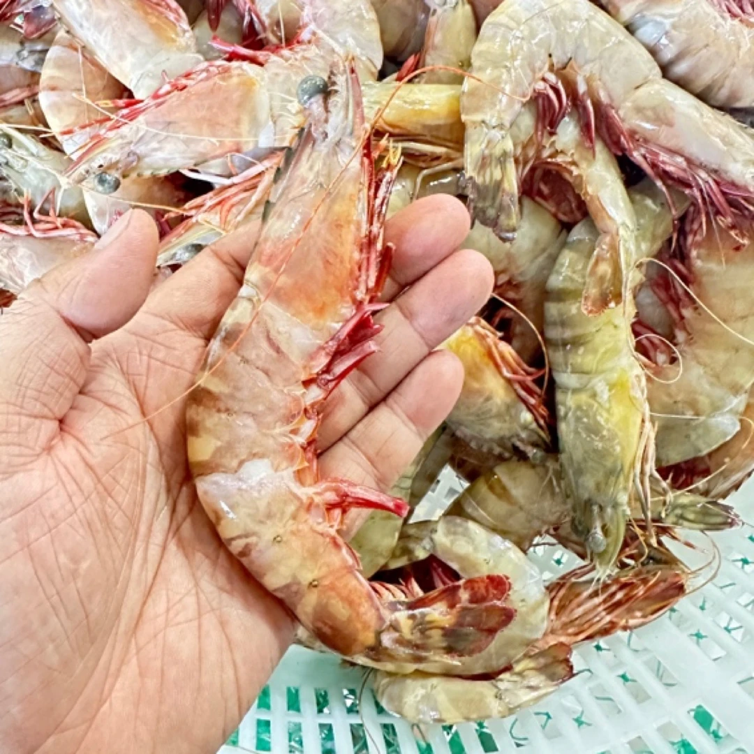 黄海捕捞野生花虎虾 生冻 顺丰快递发货