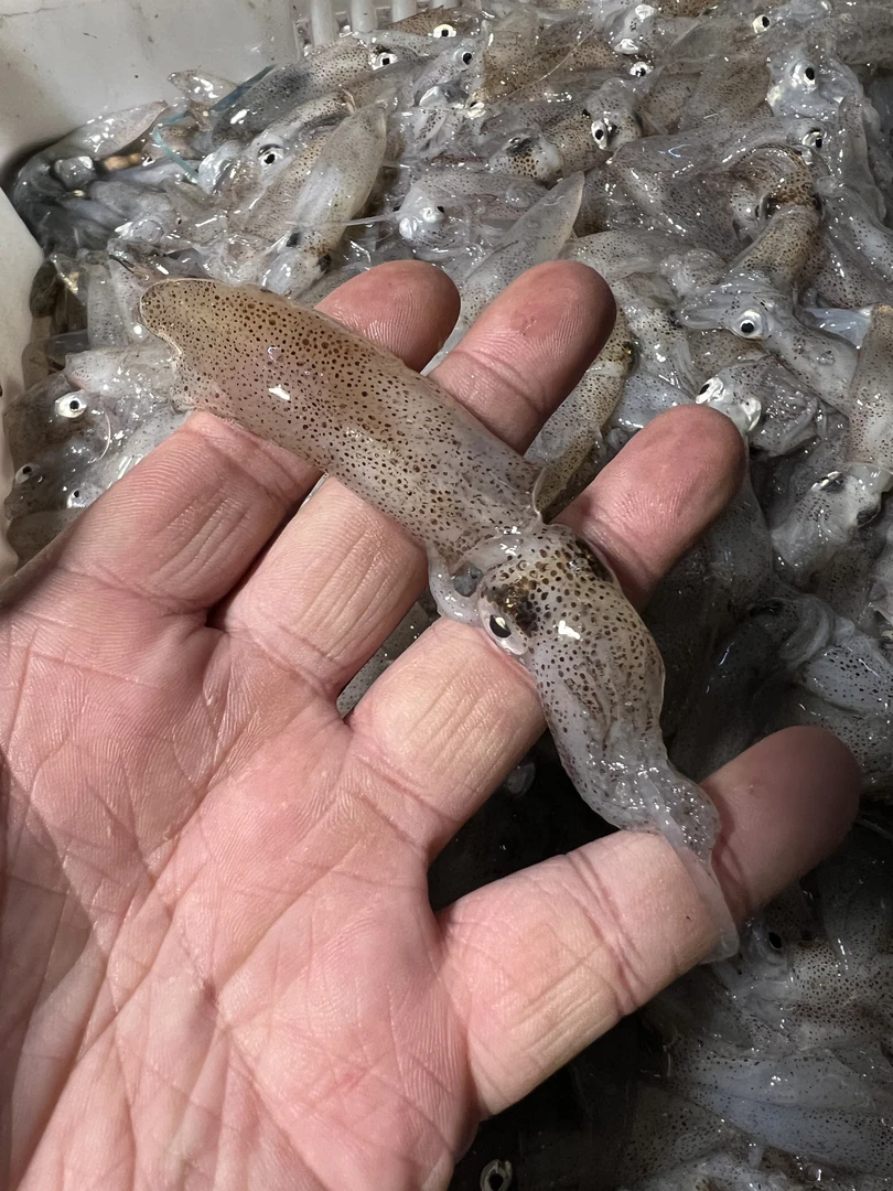 丹东 滩涂原浆鲜海兔 冷冻发货四斤 顺丰发货