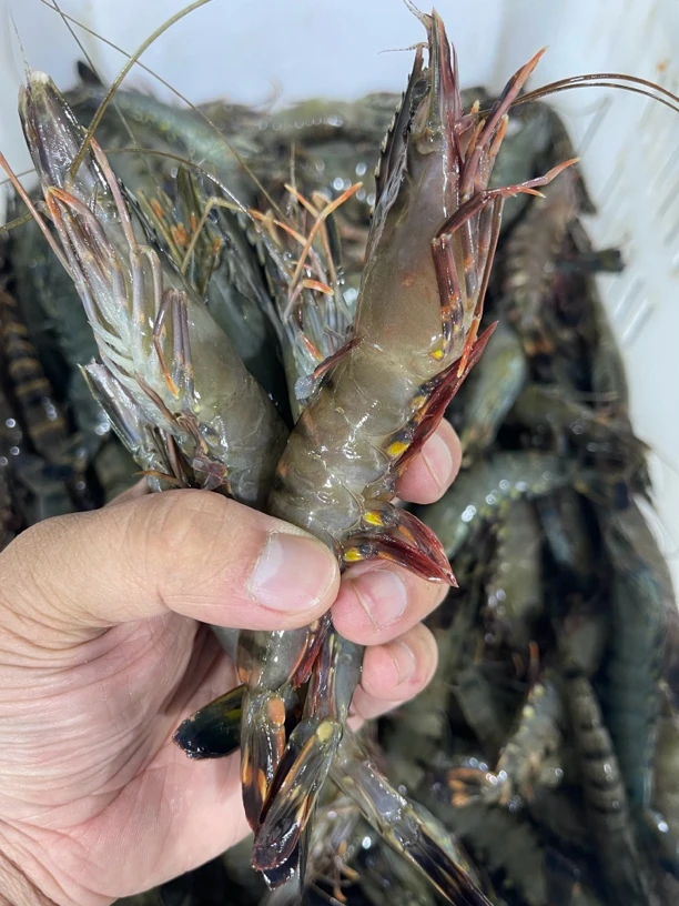 活冻黑虎虾 单只速冻船冻肉质鲜美 个大肉肥13-15只/斤顺丰包邮