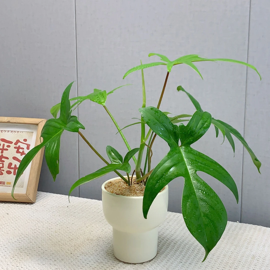 飞机蔓绿绒网红爬藤绿植佛罗里达多年生植物新手室内耐阴好养花卉