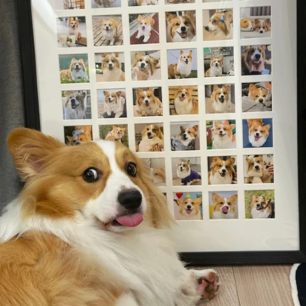 （宠物相册）拍这个