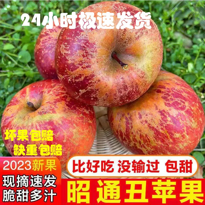 【冰糖心新红富士】昭通丑苹果嫩冰糖心高山新鲜苹果现摘水果.好.吃