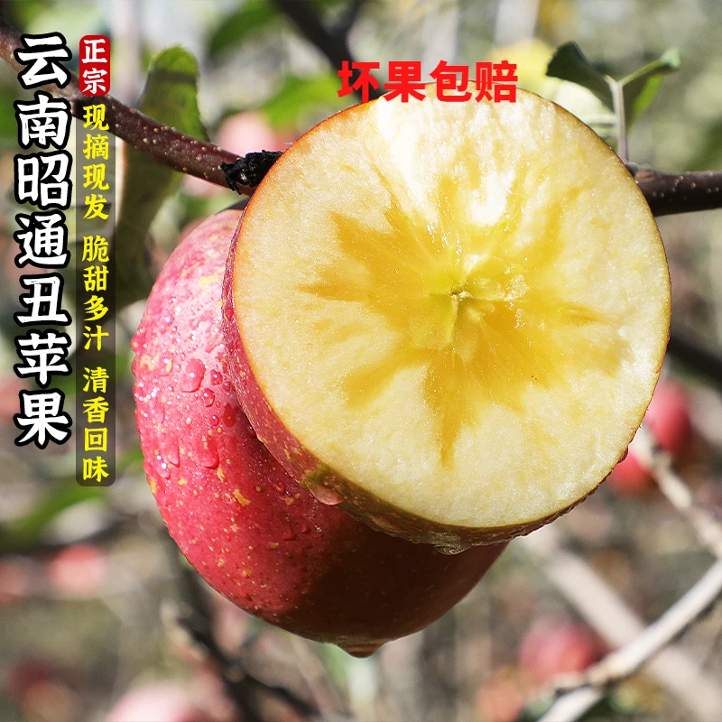 【正宗苹果冰糖心】云南昭通冰糖心丑苹果当季现摘水果整箱1斤高原.