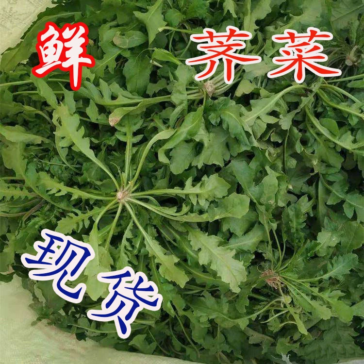 现挖河南地菜新鲜荠菜秋冬蔬菜荠荠菜混沌饺子包子荠菜馅1-4斤