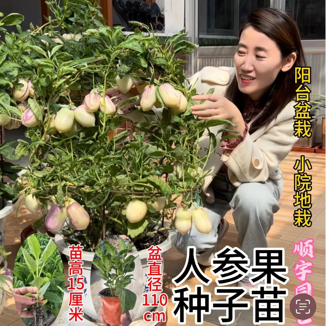 黄瓤人参果苗四季种植人参果秧阳台盆栽庭院种植苗秋季春季植物