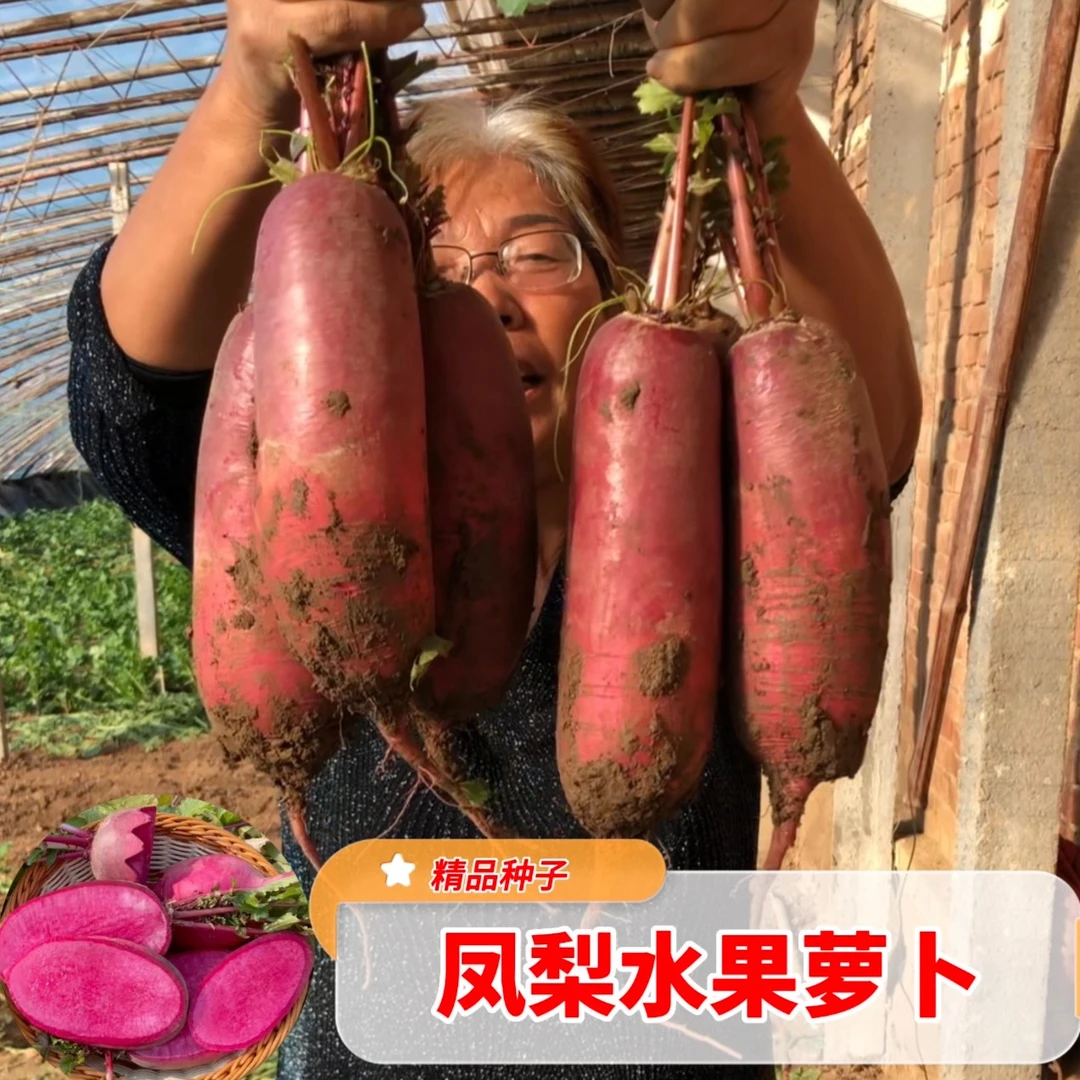 红肉凤梨水果萝卜四季庭院阳台种籽饱满种植绿色无公害种植
