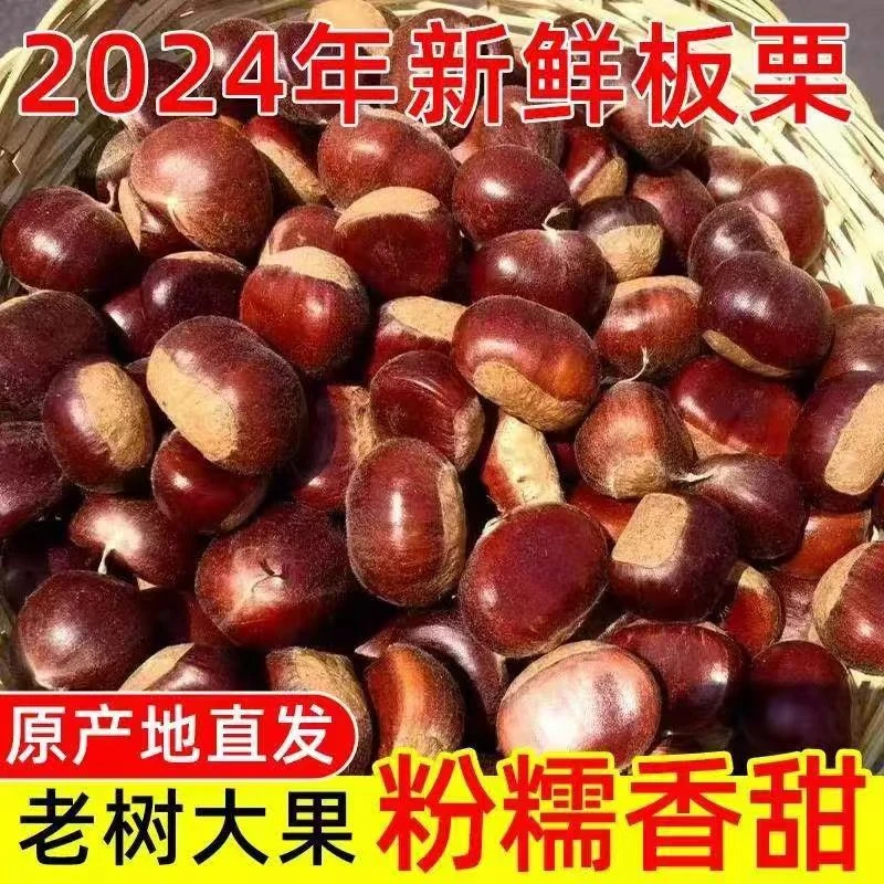 老树新鲜丹东板栗新货生板栗正宗老树非油栗糖炒秋冬零食