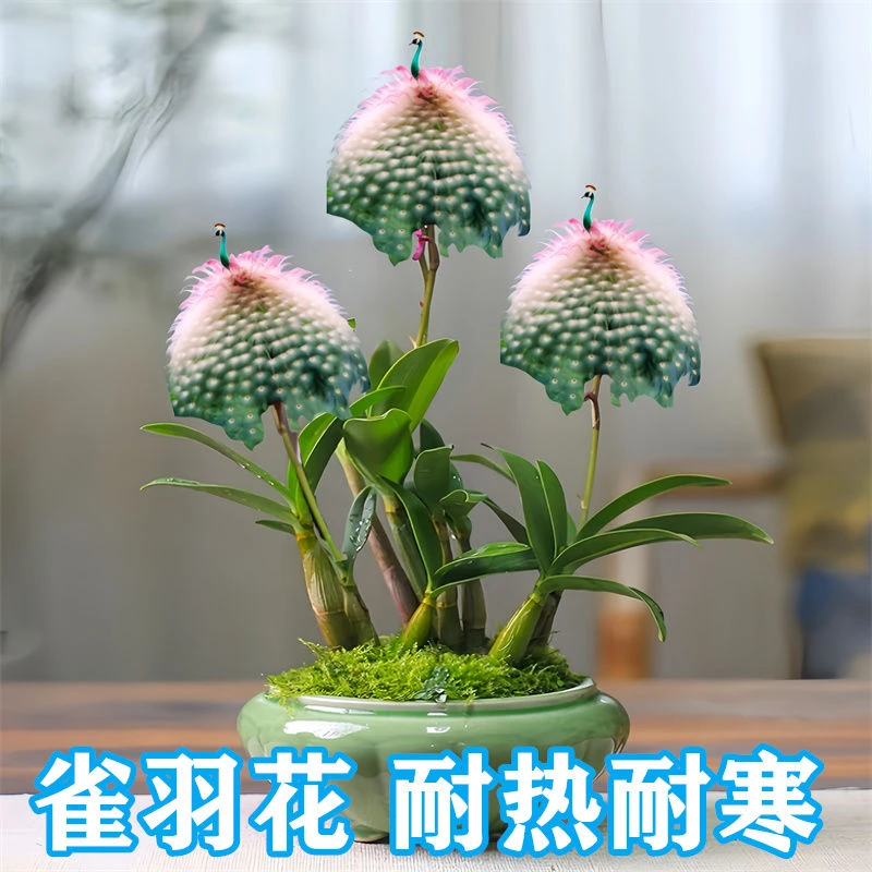 浓香型大花四季开花雀羽花室内花卉绿植盆栽室外阳台耐热耐寒耐热