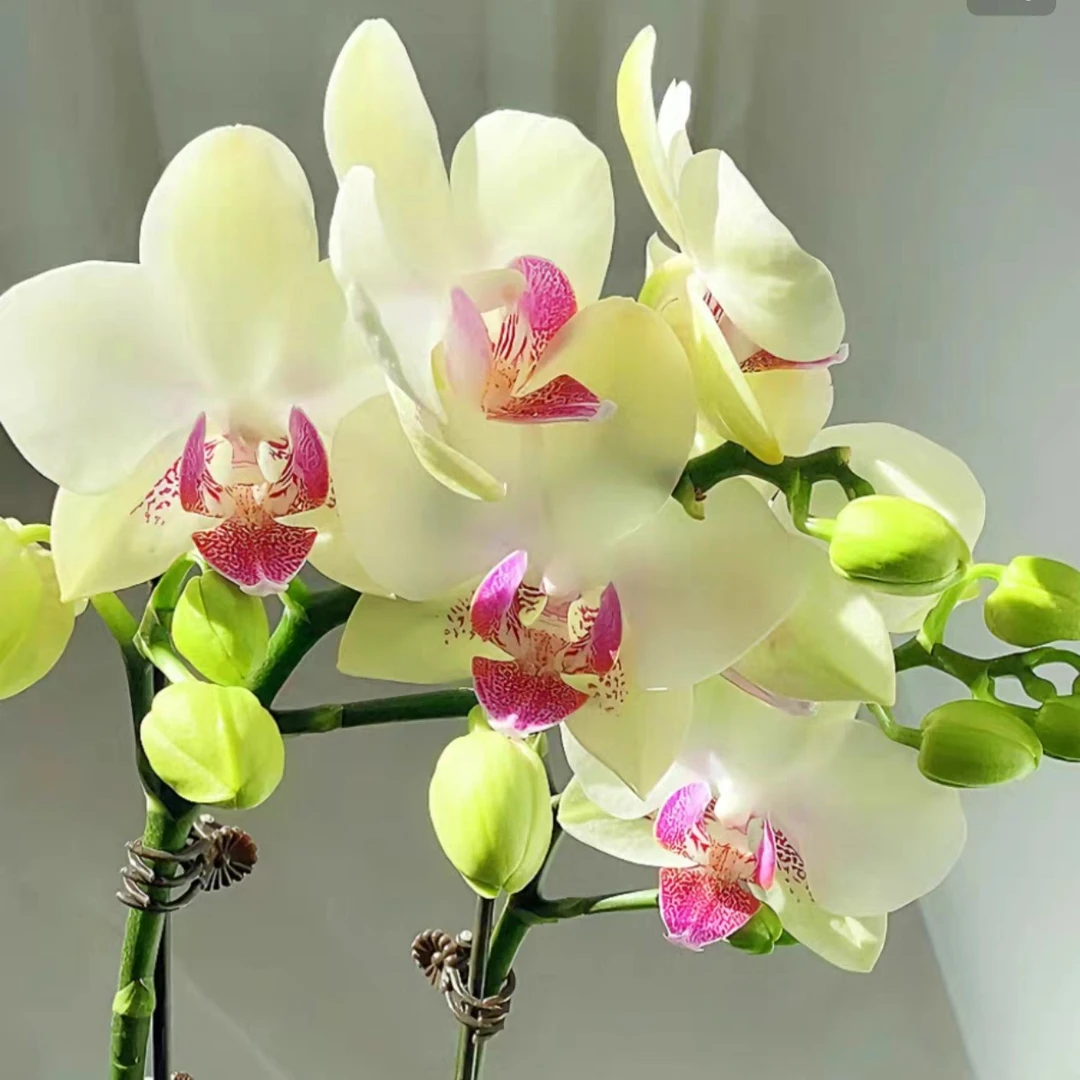 一物一拍【绿熊】蝴蝶兰3.5寸加高杯抽梗苗裸盆单棵包邮