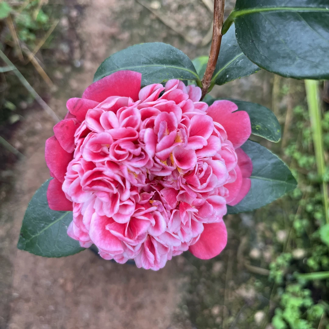 志愿者 龙火珠家族 球型 绿植