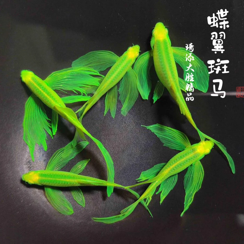 琦添大胜 蝶翼斑马大合集南美小型热带鱼小型淡水观赏鱼