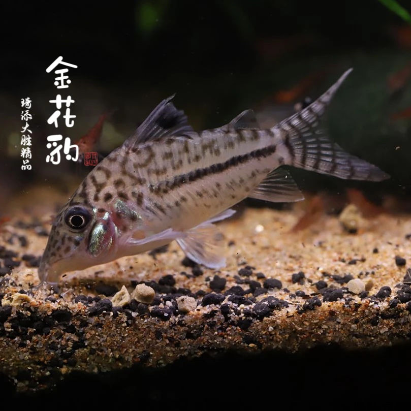琦添大胜 金花豹鼠科鱼南美小型热带鱼小型淡水观赏鱼