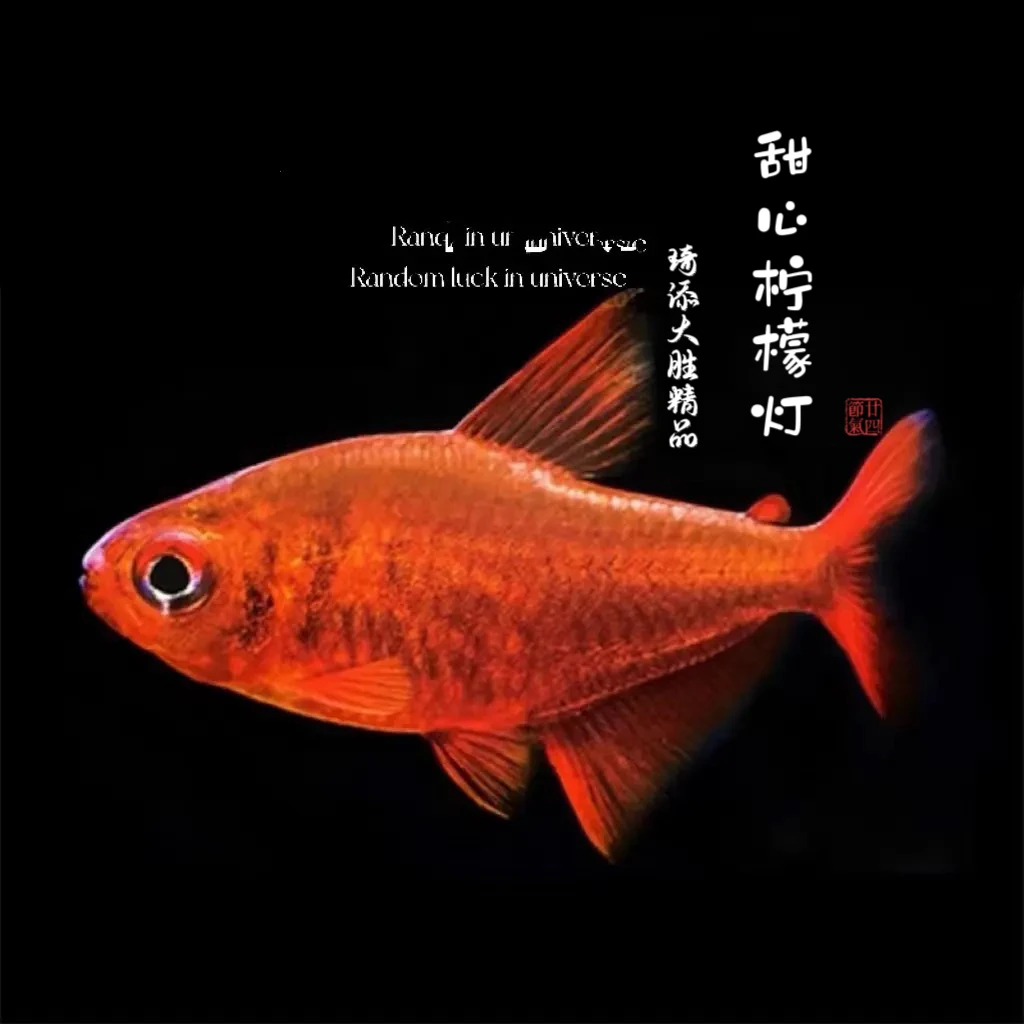 超萌好物琦添大胜 甜心柠檬灯科鱼南美小型热带鱼小型淡水观赏鱼