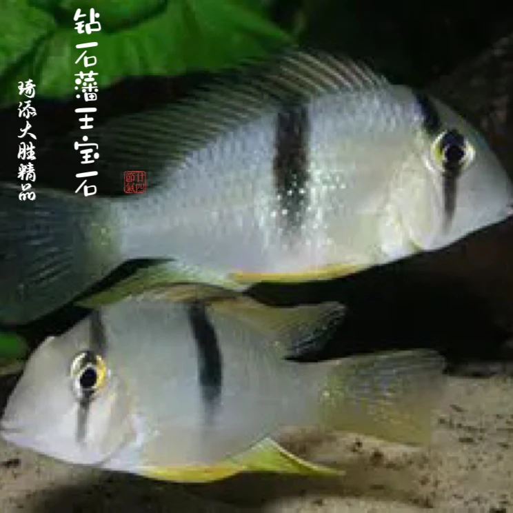 超萌好物琦添大胜 钻石藩王鱼食土鲷科鱼小型热带鱼淡水观赏鱼