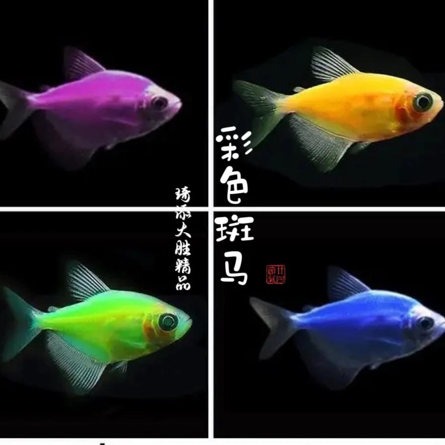 超萌好物琦添大胜彩色天使鱼南美小型热带鱼小型淡水观赏鱼
