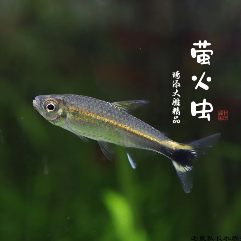 超萌好物琦添大胜 萤火虫灯科鱼南美小型热带鱼小型淡水观赏鱼