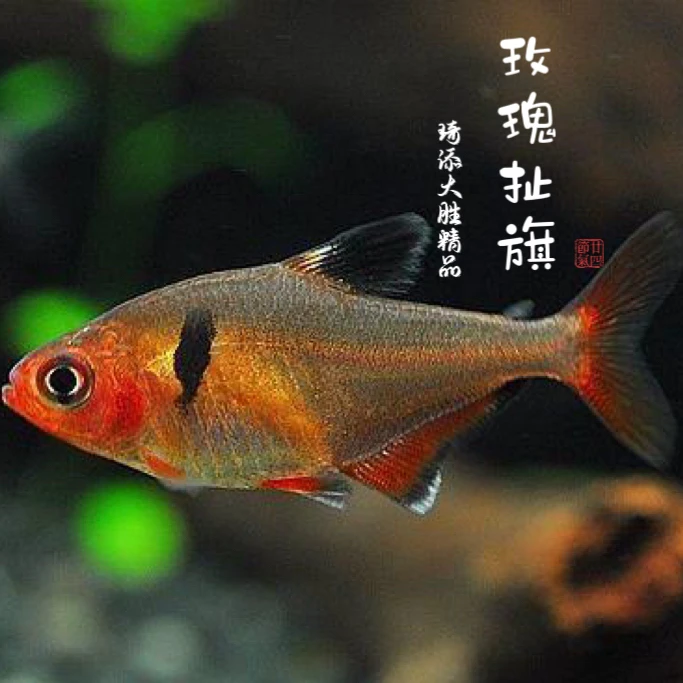 超萌好物琦添大胜 玫瑰扯旗科鱼南美小型热带鱼小型淡水观赏鱼