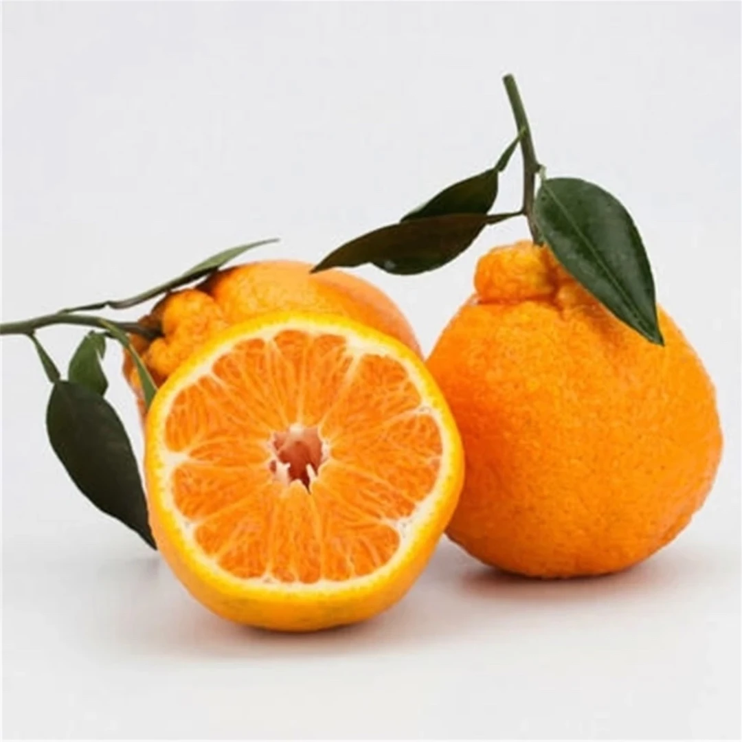 【同城送货】万敏兄甄选 春见耙耙柑 2斤装