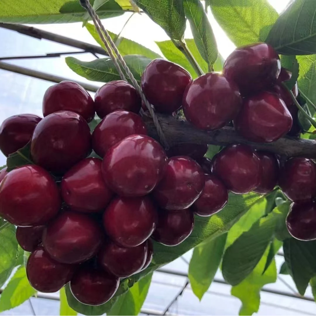 车厘子大樱桃盆栽地栽庭院南北方种植