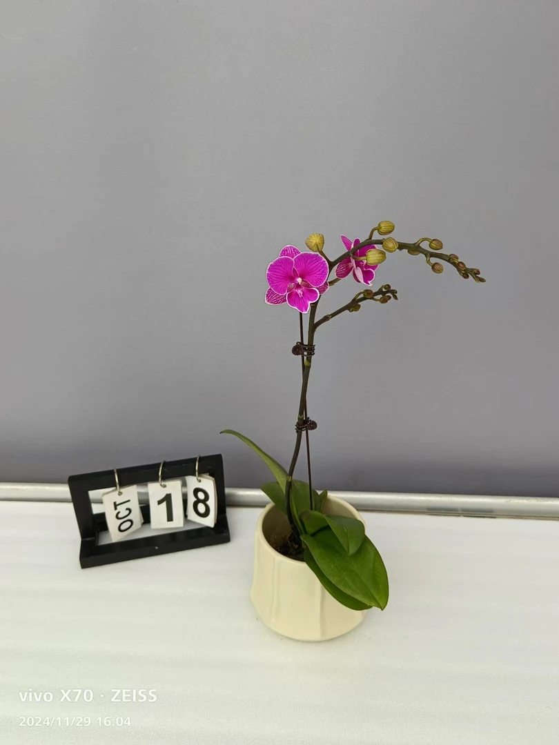 蝴蝶兰（红豆...）