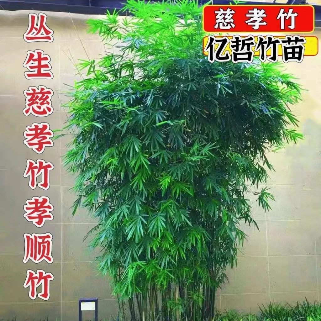 竹子苗慈孝竹庭院观赏竹四季种植丛生竹大型窝竹凤尾竹阳台盆栽竹