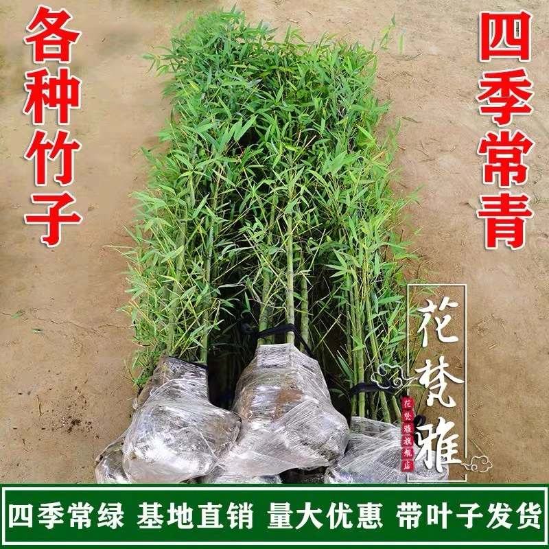 罗汉竹苗庭院景观竹子苗植物阳台盆栽绿植室外四季常青户外观赏竹