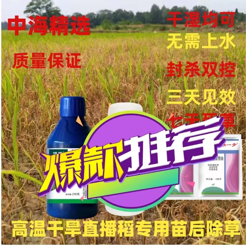 中海精选高温干旱水稻苗后除草（无需回水）