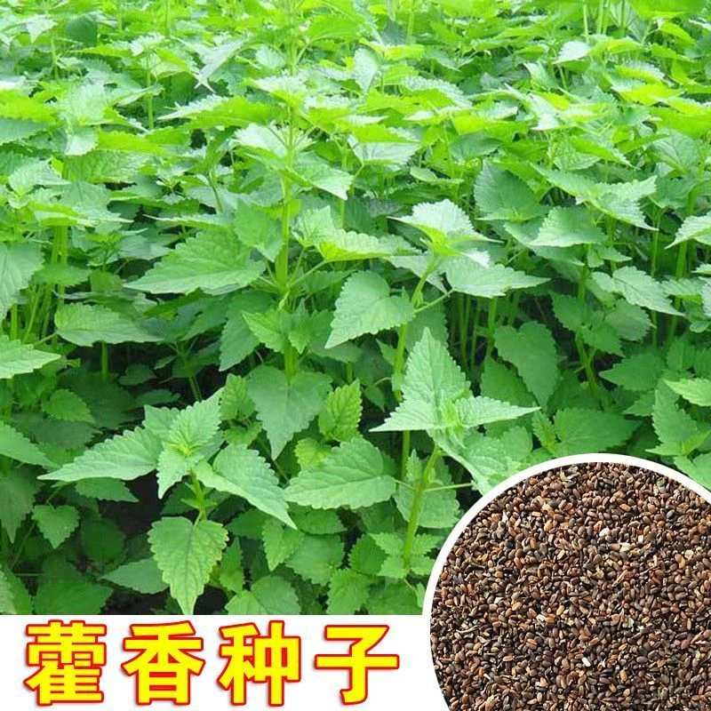 藿香种子食用藿香盆栽五香叶鱼香种子阳台庭院蔬菜