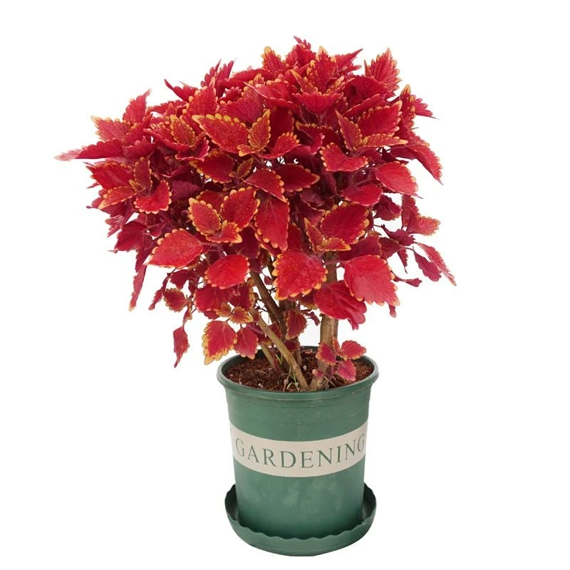 彩叶草种子观叶植物苏阳台庭院花镜盆栽景观绿化易活种籽春播