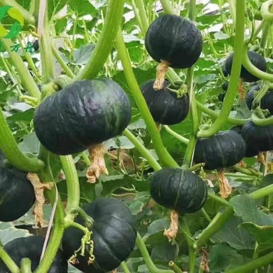 板栗南瓜甜糯绿贝贝南瓜抗病早熟四季播种庭院蔬菜种子
