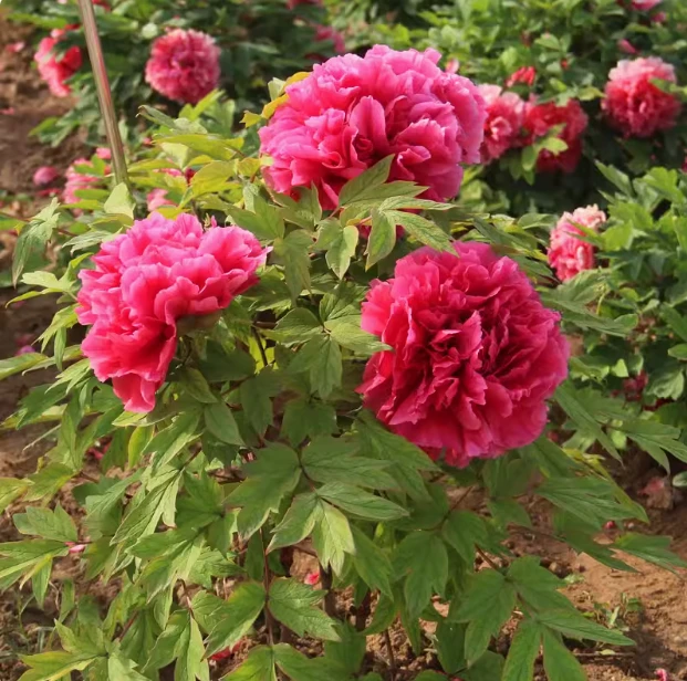 观赏千层牡丹花苗（花王）庭院阳台楼顶可盆栽地栽浓香型大花