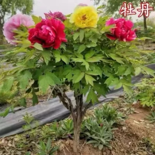 精品独杆牡丹树苗菏泽正宗大花重瓣直杆树桩牡丹花王地栽耐寒绿植