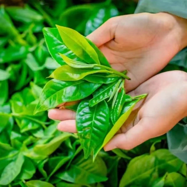 【午一年终惊喜礼包】午一冰岛茶2025跨年终福利大礼包