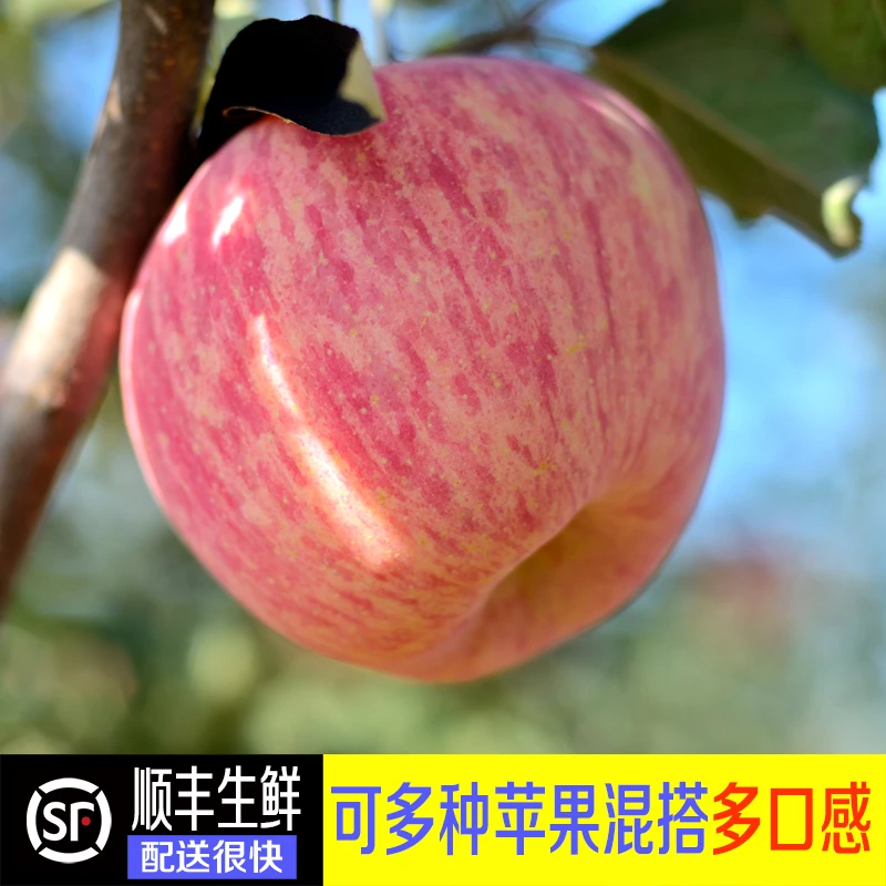 正宗富士苹果礼盒 国庆水果礼盒 脆甜 原产地供应 新鲜营养