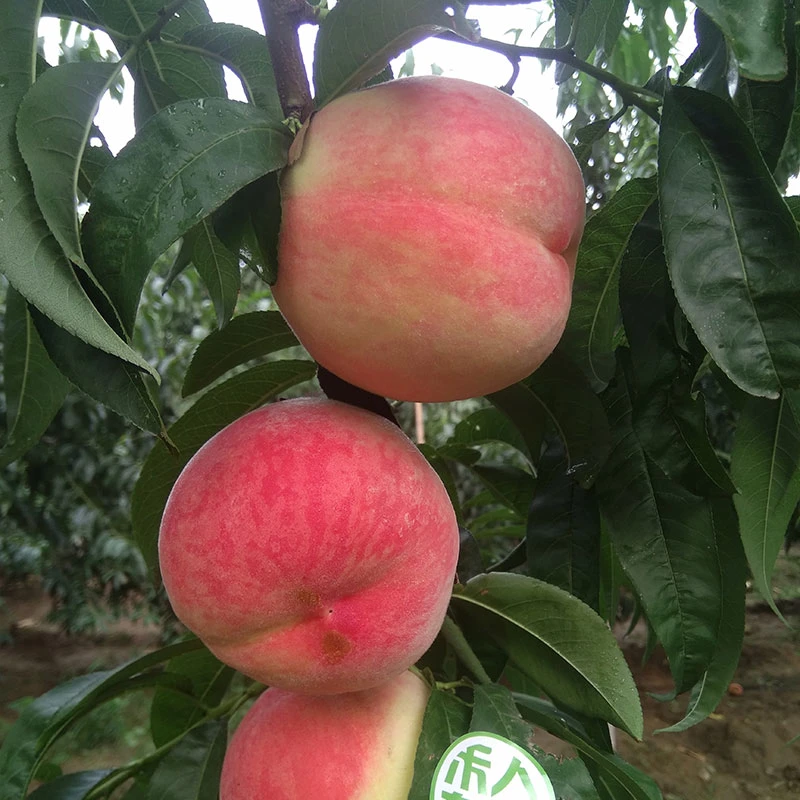 平谷大桃 水蜜桃 久保桃 北京桃礼盒 九宝14号24号9号绿化9新鲜