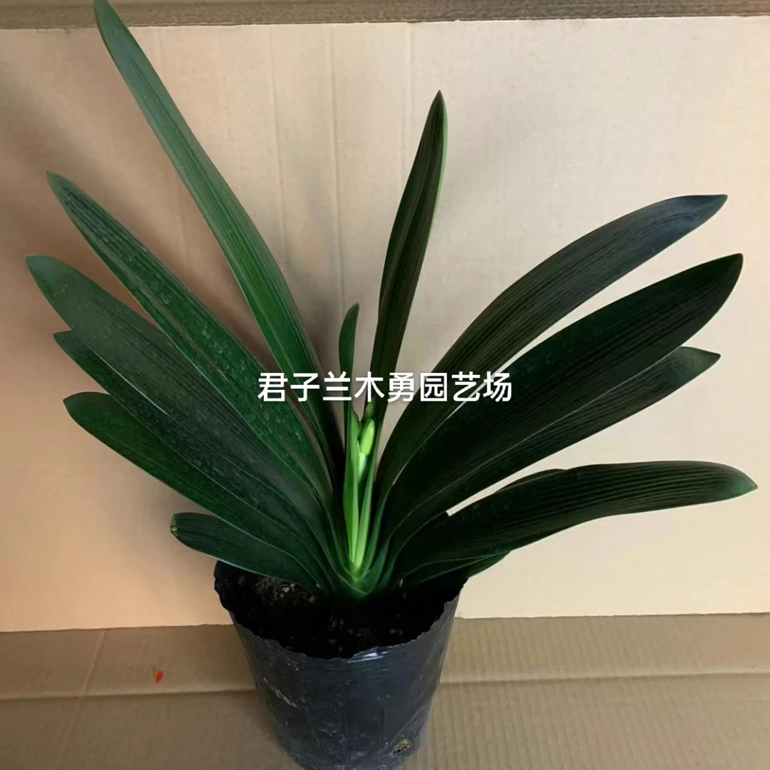 小颗圆头立板带花苞君子兰，室内盆栽支持一物一拍君子兰盆栽