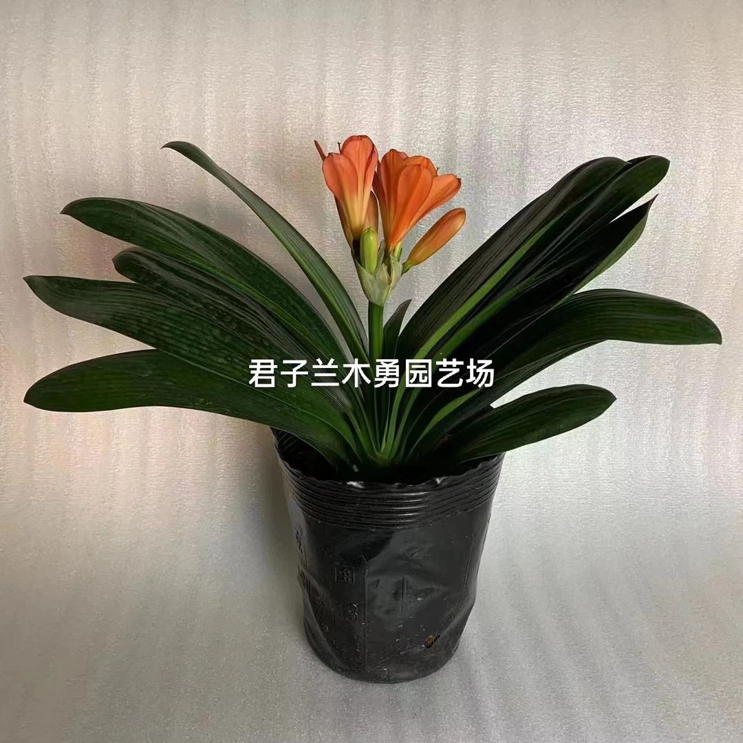 精品10-15片叶子f君子兰带盆土发货 支持一物一拍花卉客厅橙红色