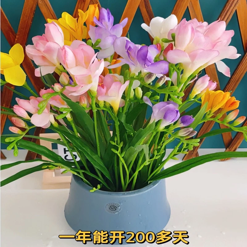 香雪兰种球四季开花好养活大种球进口重瓣花卉阳台鲜花种子混色