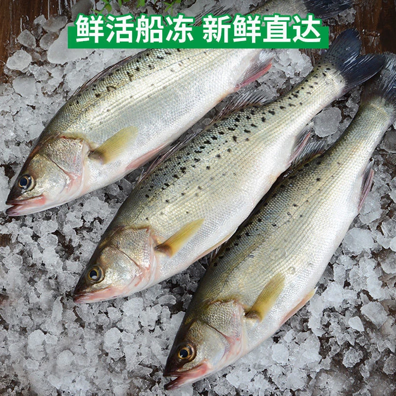 【顺丰包邮】新鲜大鲈鱼整条海鲈鱼连云港海鲜活鱼冷冻生鲜海鱼鲜鱼