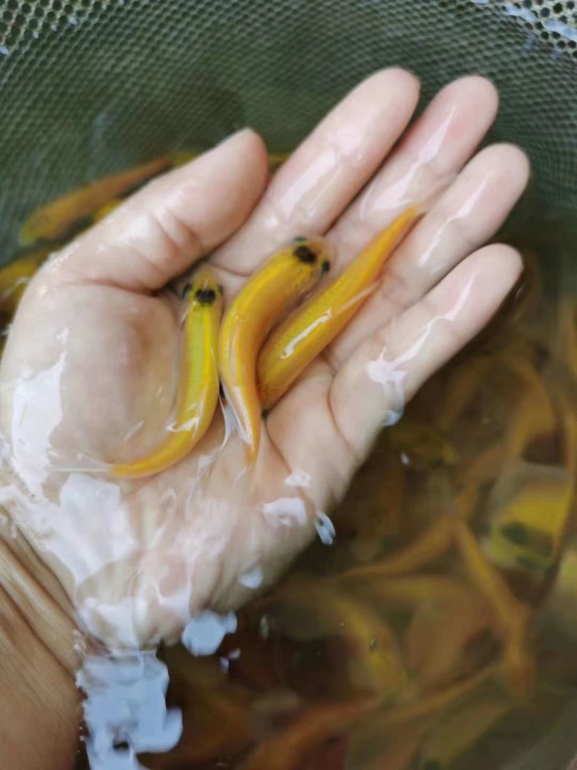 重庆观赏鱼金丝草鱼宠物活体