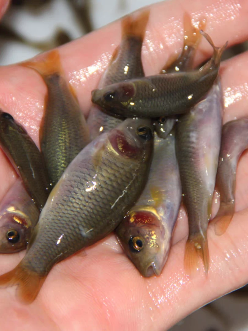 观赏鱼宠物荷花鲤淡水活体