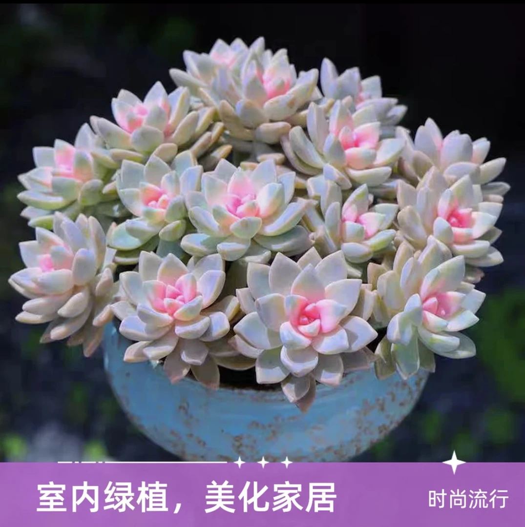 樱花锦 办公室盆栽  夏季多肉植物  好看好养