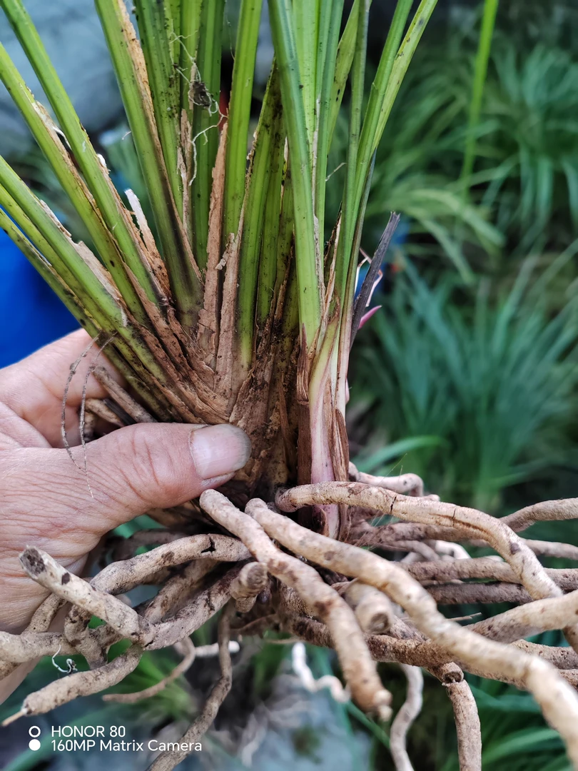 品种，秋芝，扇形，开香花，