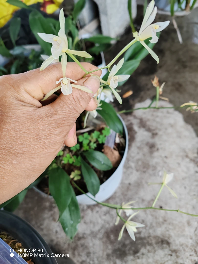 品种滑皮兔，花艺，粉色素，