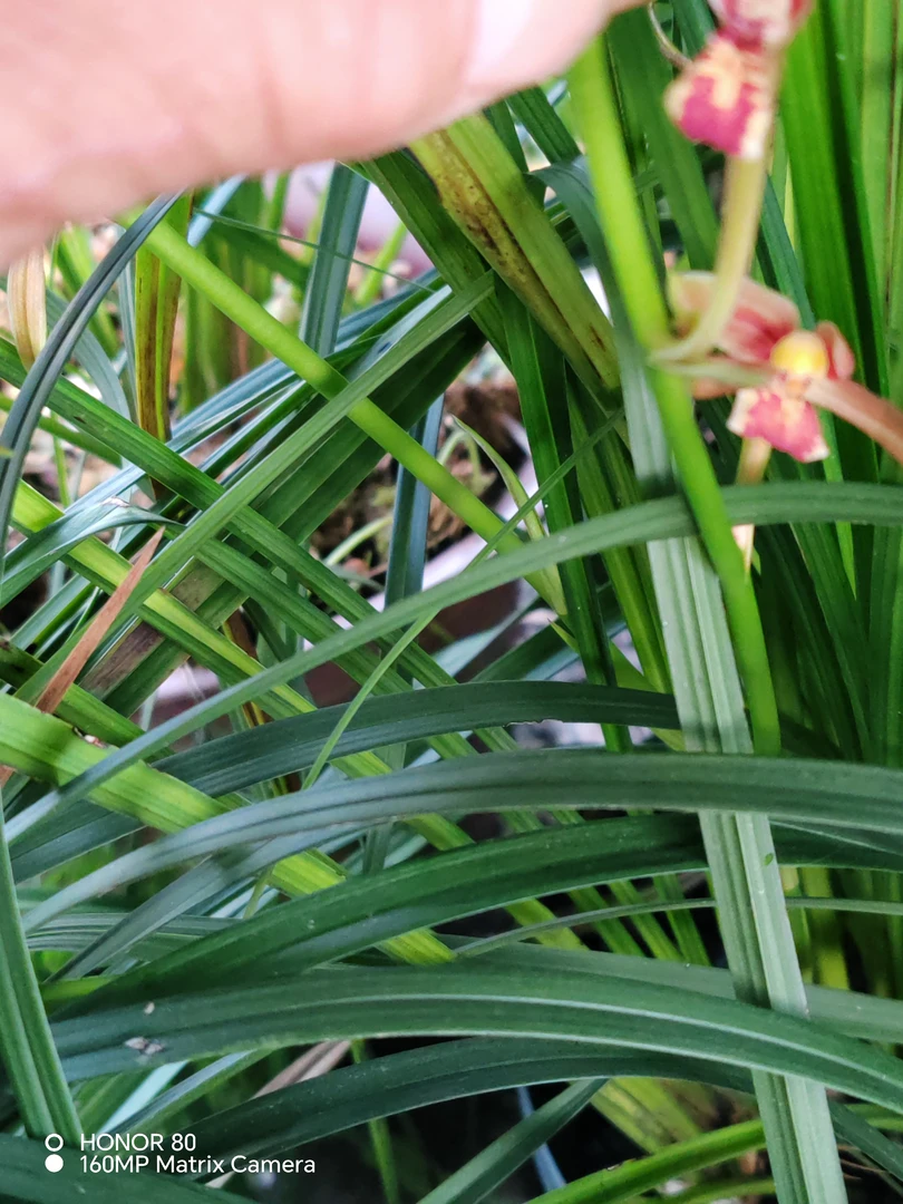 品种，秋芝，红舌头。