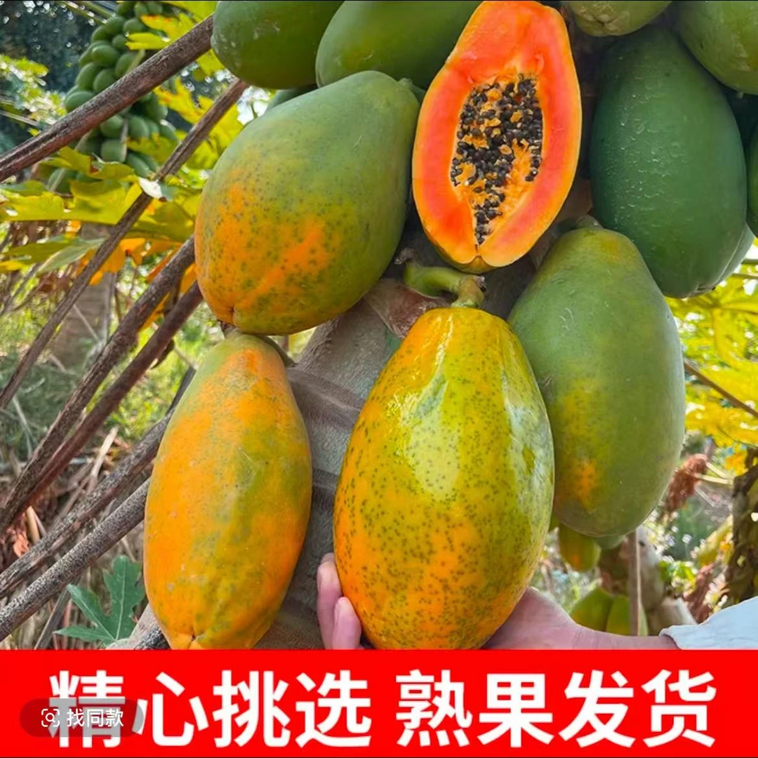 小木瓜2-3个,1.2斤左右