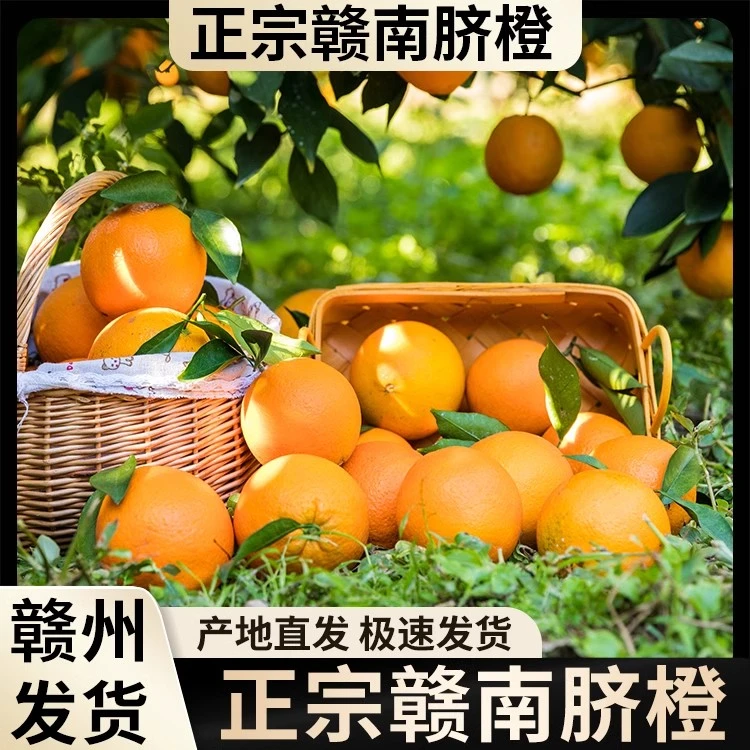 【亏米要人气】20年A级果树正宗赣南脐橙含箱10斤65-100mm果农直发