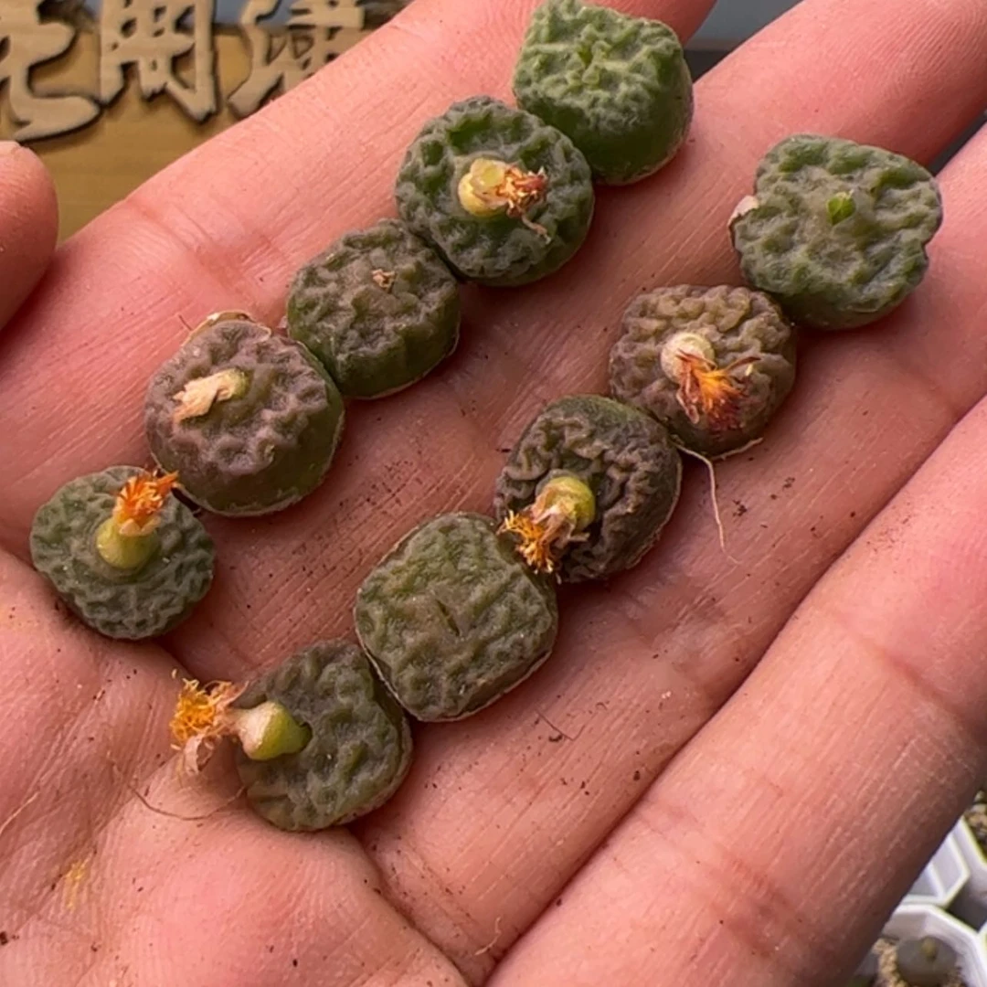 【闪购商品】000000016