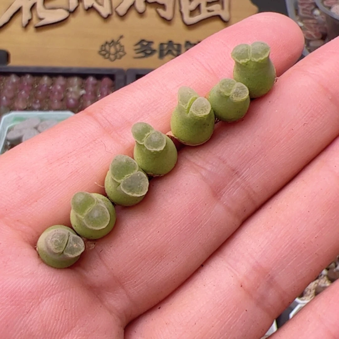 【闪购商品】00000008奶瓶