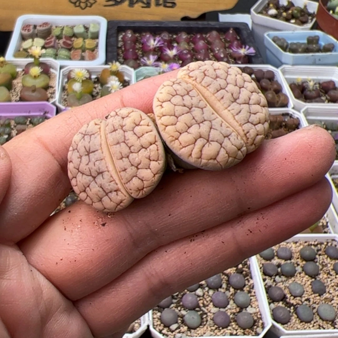 【闪购商品】00000000042